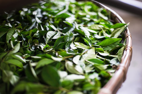 Fresh Oolong Tea Leaves - The UK Loose Leaf Tea Company