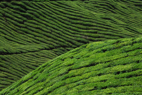 Lapsang Souchong Tea Plantation Aerial Photo - The Uk Loose Leaf Tea Company