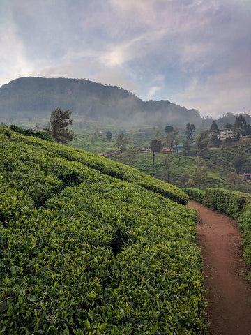 The beautiful tea hills of Pedro Tea Factory in Nuwara Eliya, Sri Lanka