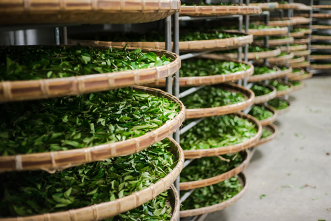 Fresh oolong tea leaf processing