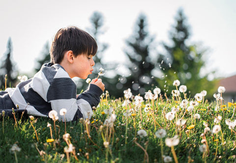 Dandelion Coffee – A Healthier Alternative.