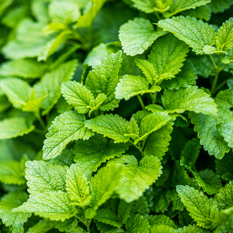 Lemon Balm Organic | The UK Loose Leaf Tea Company Ltd