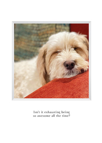 Honey the dog, taking a nap on her favorite orange chair