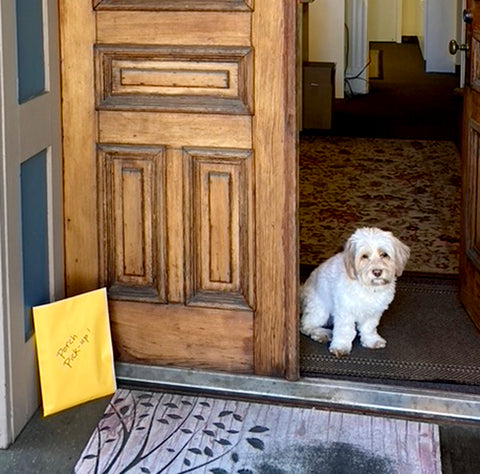 Cute little doggie in the doorway with a package waiting for pickup