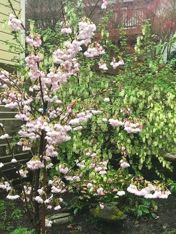 Spring flowers blooming amid a green background