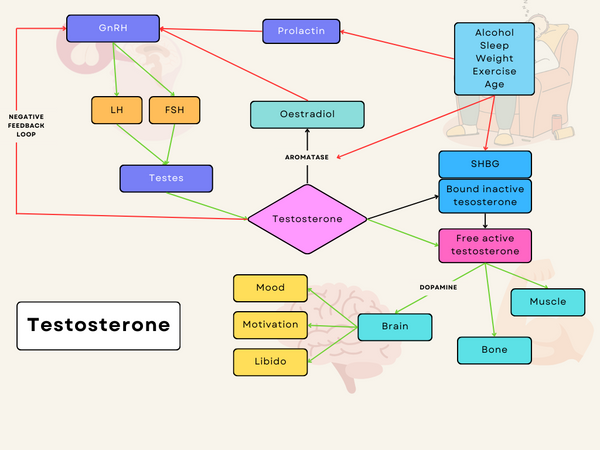 Testosterone hormone cascade