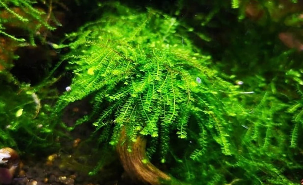 Moss Aquarium Plant — Buce Plant