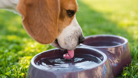 Avoid constipation in your dog by providing clean fresh water