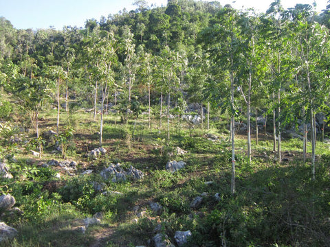 Haiti Tree Project