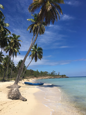 Palm Tree on the beach in Haiti - Bananier Beach in Petit-Goave