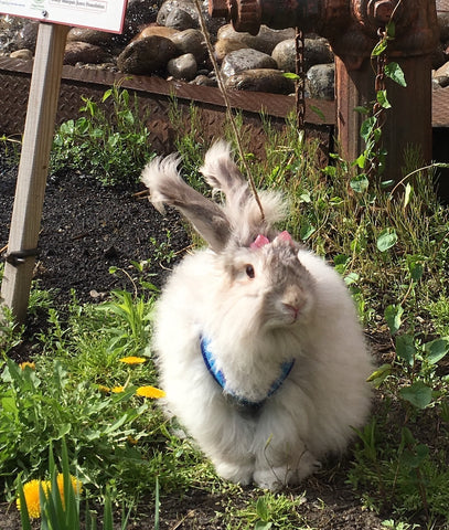 Luna the English Angora Bunny in a pink bow, taking an afternoon walk in the grass
