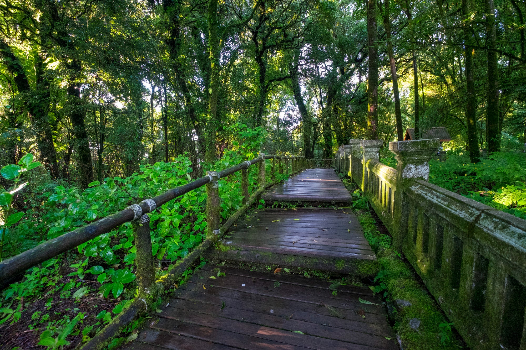 walkway-forest.jpg__PID:f73c0788-c627-4ecb-b53c-337ba720e838