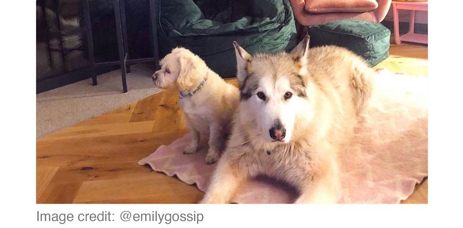 two dogs lying on rug
