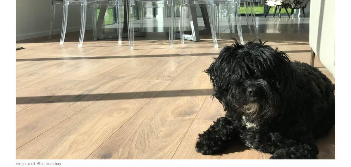 Dog sitting on a laminate floor With light spilling through a large window