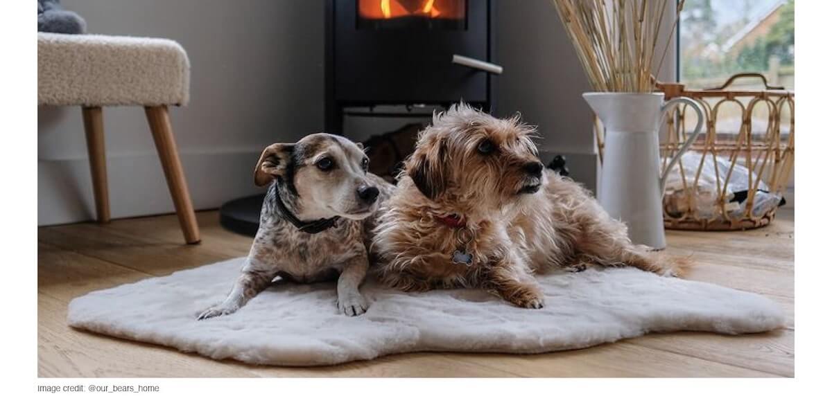 Two small dogs sitting on a rug on top of a wooden floor in a cosy looking home. Image credit: @our_bears_home