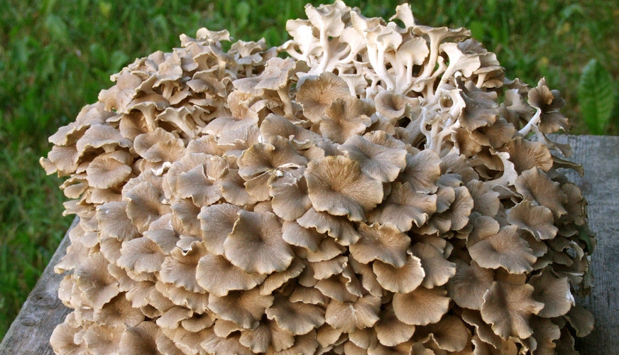 polypore-en-ombelle-poule-des-bois-champignon