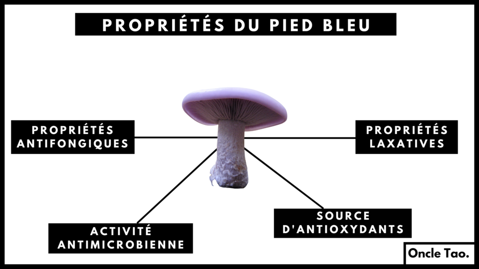 bienfaits-du-champignon-pied-bleu