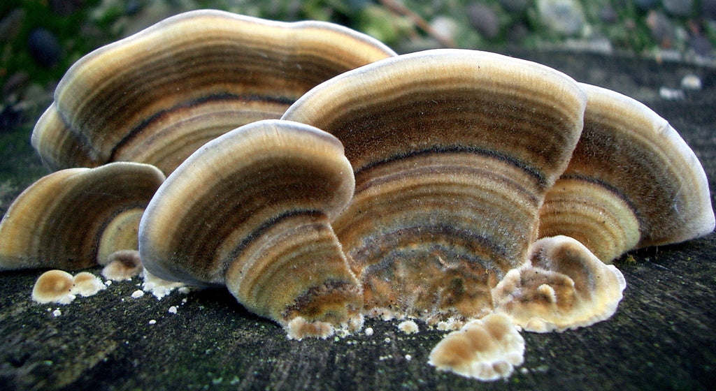 champignon-queue-de-dinde-chinois-corolius-versicolor