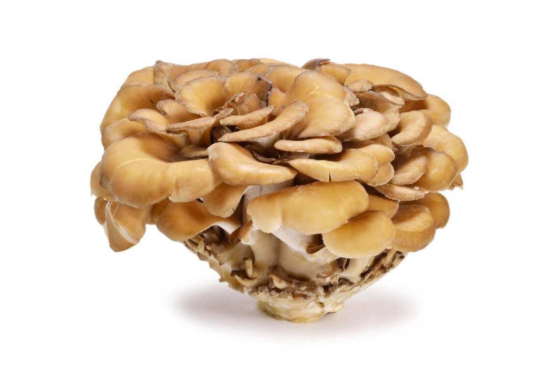 maitaké-champignon-médicinal-bienfaits