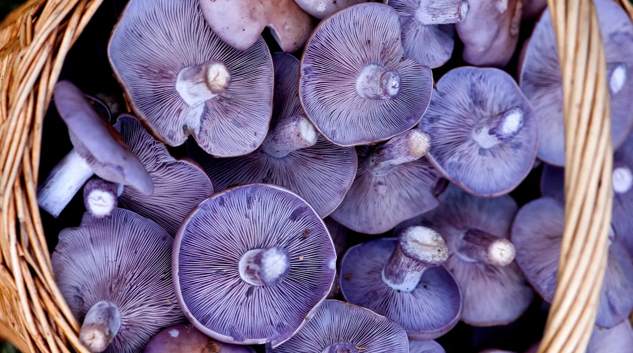 champignon-pied-bleu-lepista-nuda