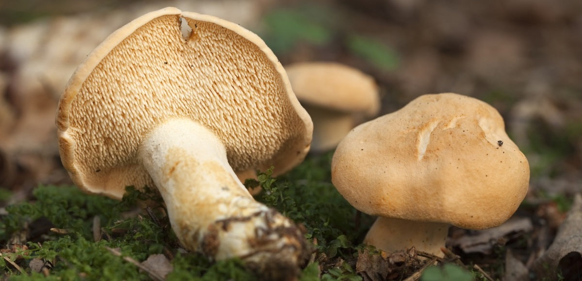 ecologie-des-pieds-de-mouton-champignon