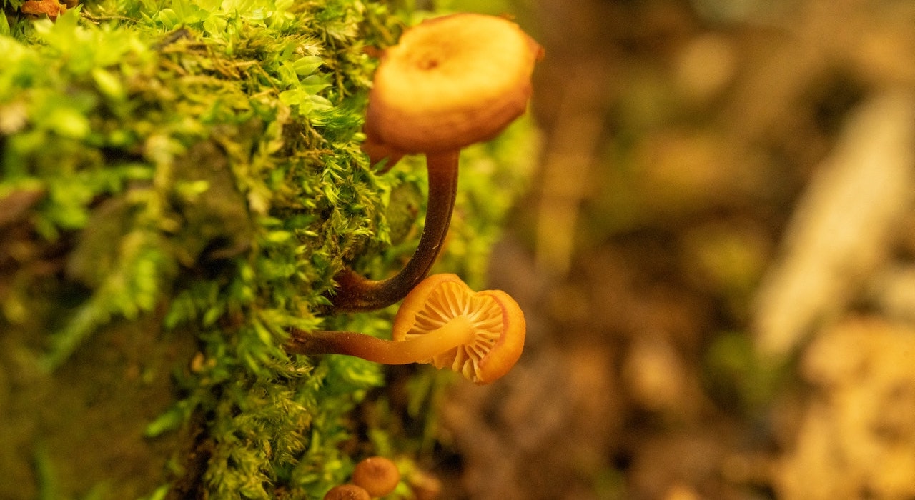 champignon-nature-forêt-comestible-spirituel