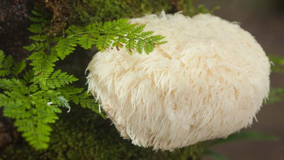 champignon-crinière-de-lion-nature-culture