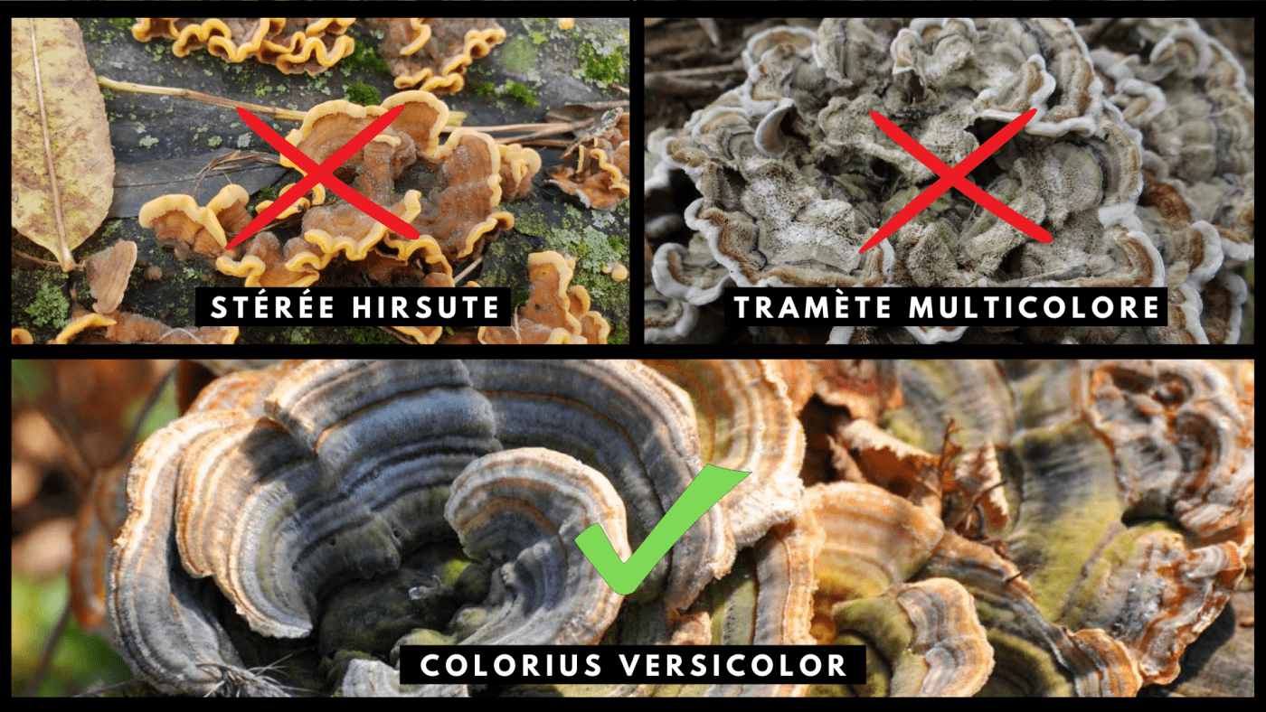 champignon-queue-de-dinde-tramète-multicolore-stérée-hirsute