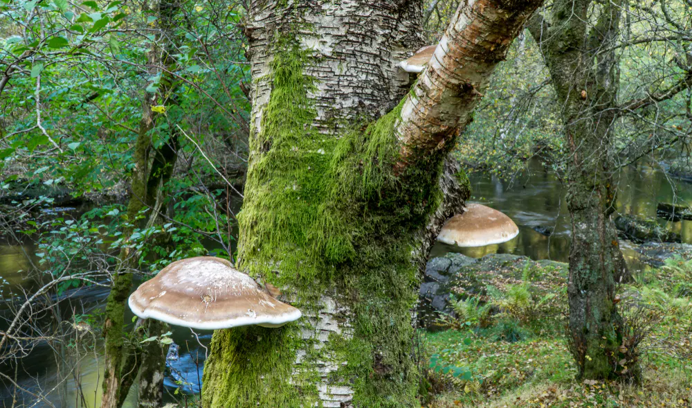 birch-polypore-sur-arbre-dans-bois