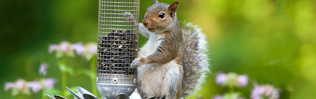 Keep squirrels out of your bird feeder permanently – FC&A Store