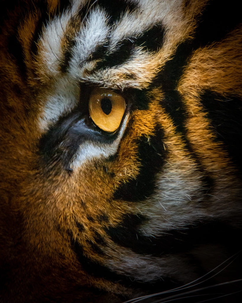 Tiger Eye MYKU