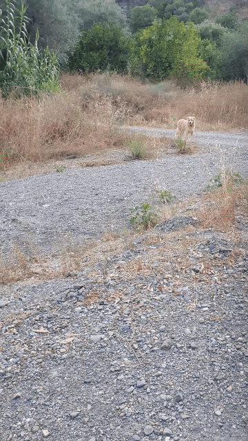 chase mode in action-VEED.gif__PID:5b93baf1-de3c-4c3d-998b-d37dad32a5b8