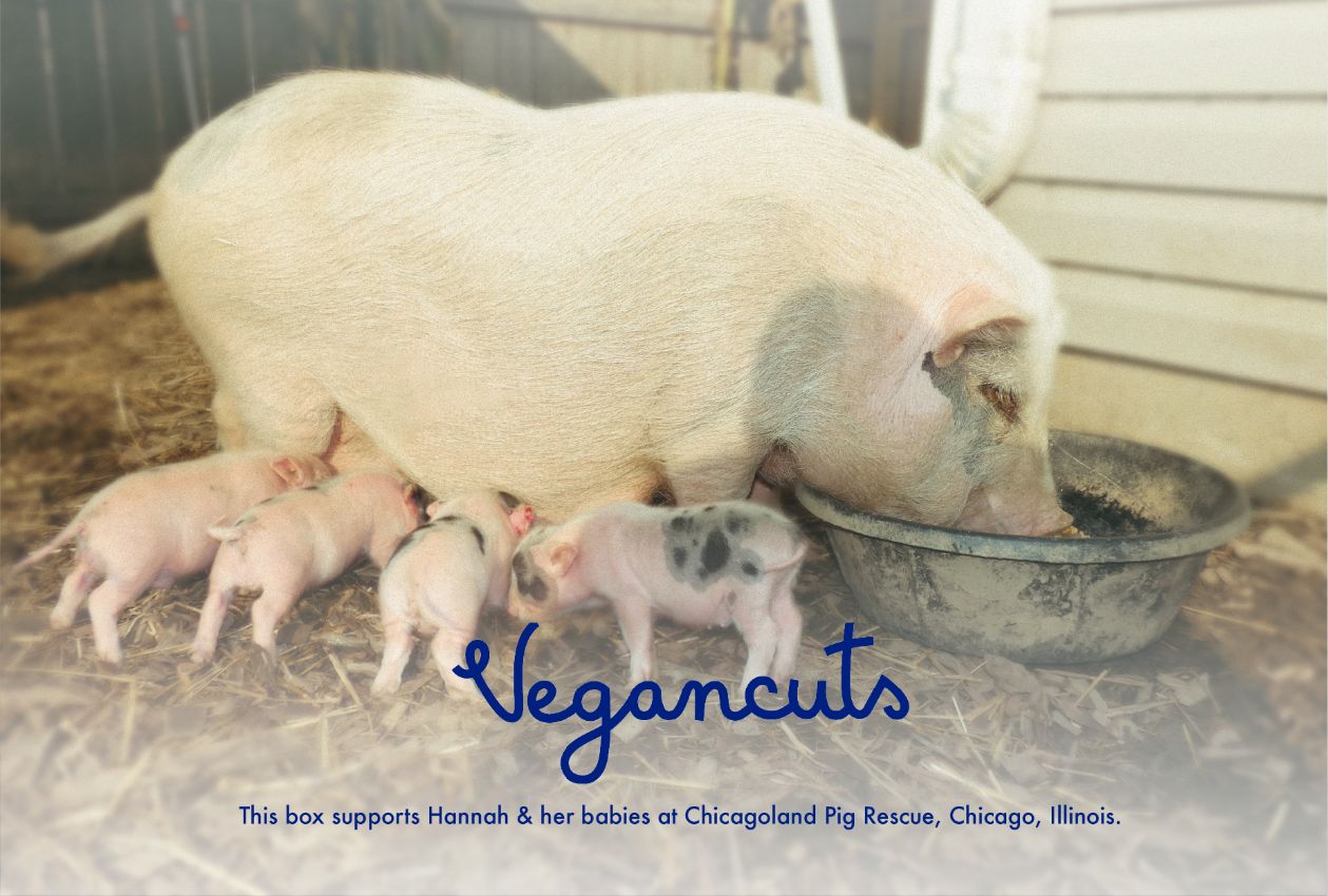 Hannah and her babies at Chicagoland Pig Rescue | Vegancuts Donation Program