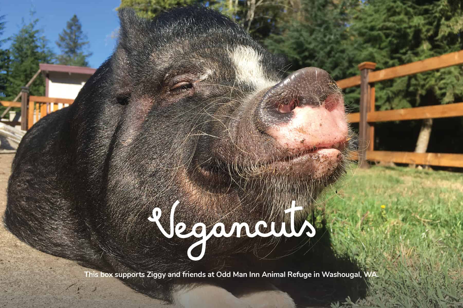 ziggy at Odd Man Inn Animal Refuge | Vegancuts Donation Program