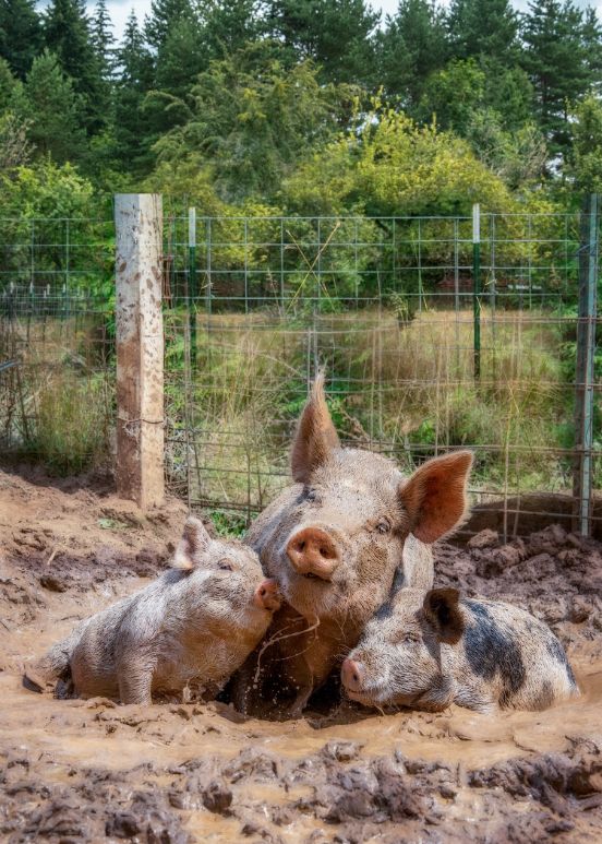 Mama flo and piglets at Out to Pasture Animal Sanctuary | Vegancuts Donation Program