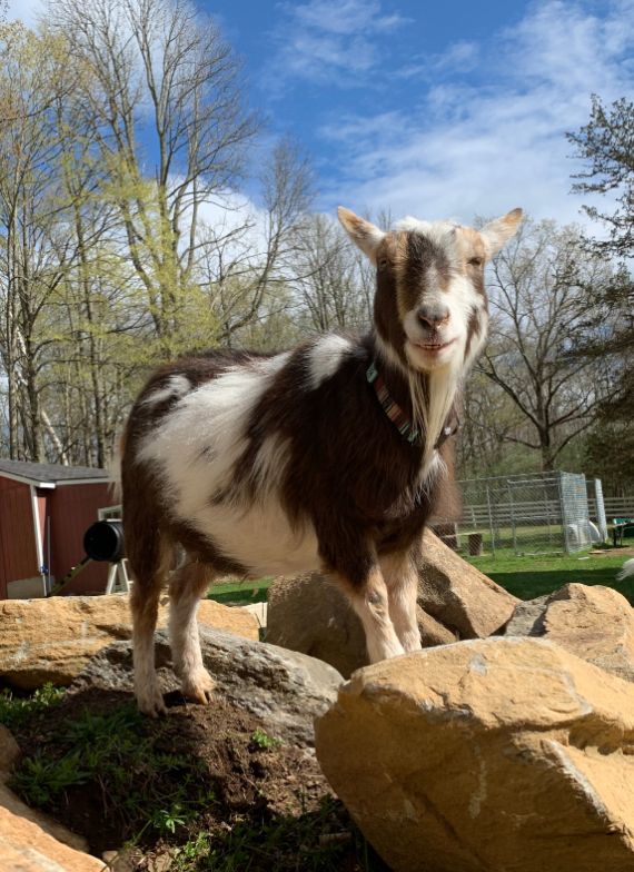 Obi at Clover Ridge Animal Sanctuary | Vegancuts Donation Program