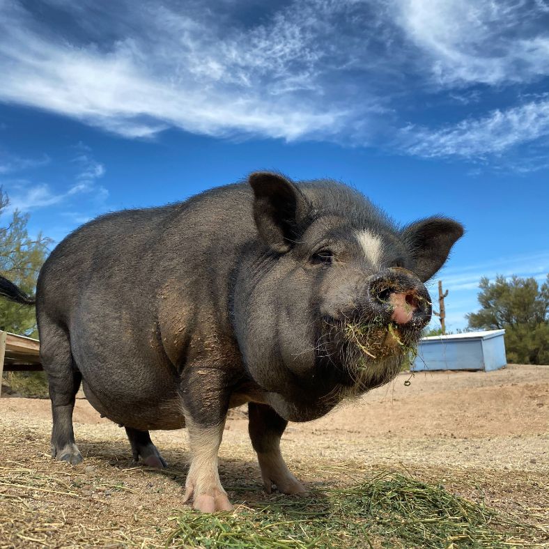 Shelley at Ironwood Pig Sanctuary | Vegancuts Donation Program