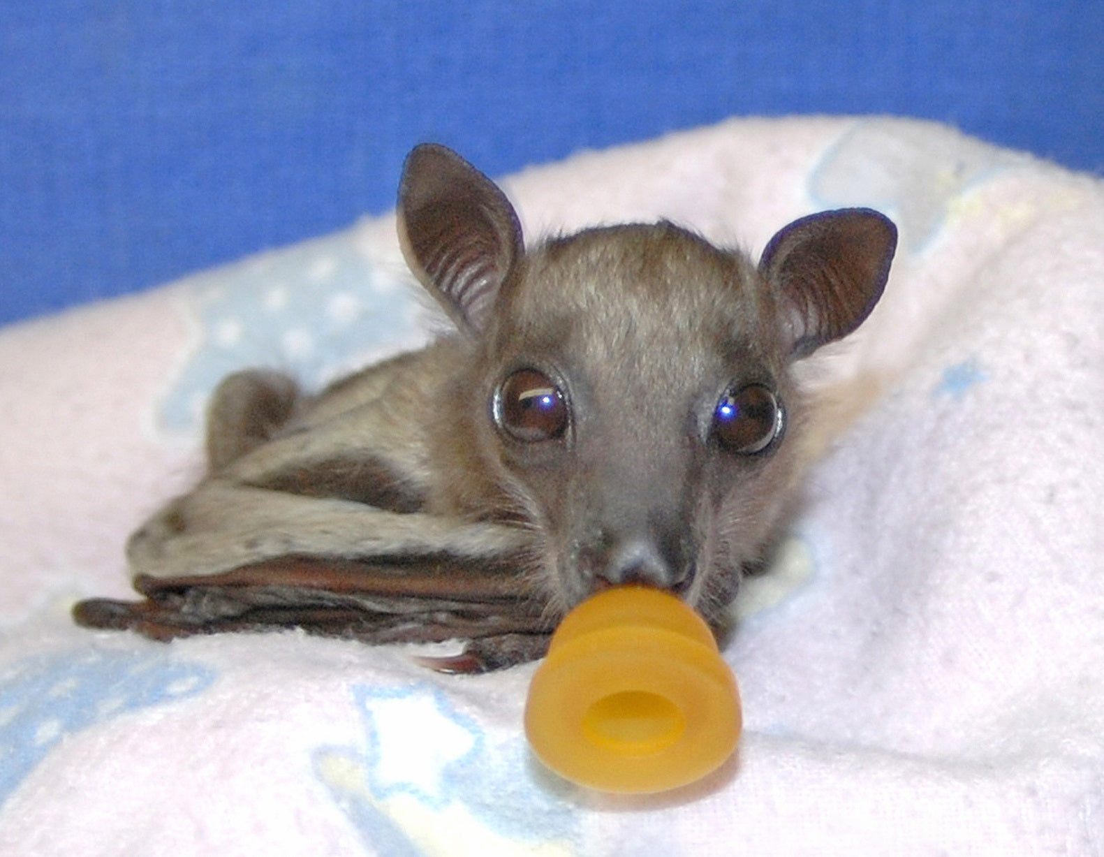 Bootsanna at Bat World Sanctuary| Vegancuts Donation Program