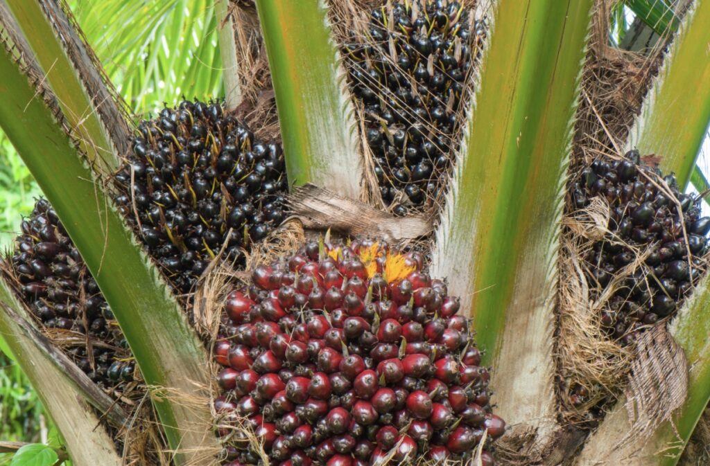 Palm Oil Is Better For The Environment Than Other Oils – Natural