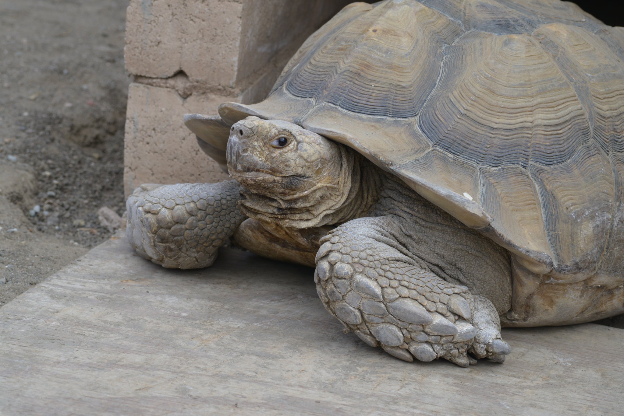 Tank at American Tortoise Rescue | Vegancuts Donation Program