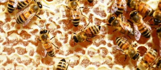 why don't vegans consume honey