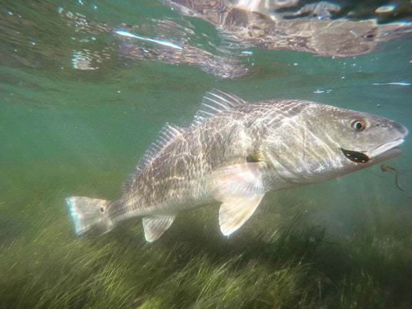 chris siess redfish fly fishing kayak