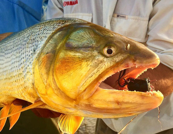 Popper Fly Fishing for Golden Dorado: 5 Tips for Catching the