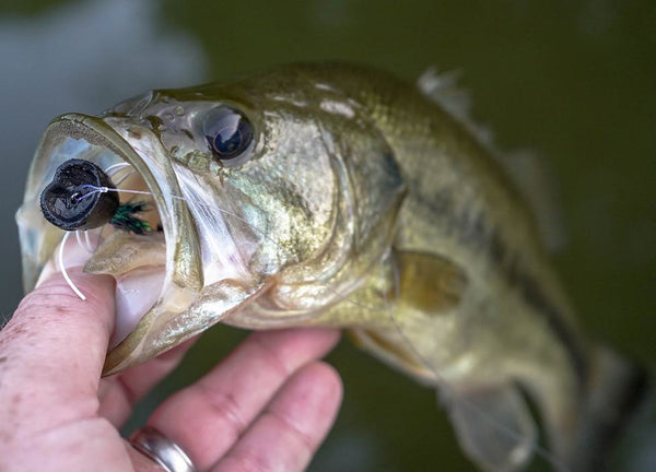 Fly Fishing Tips: Adapting Streamer Designs for Warm Water