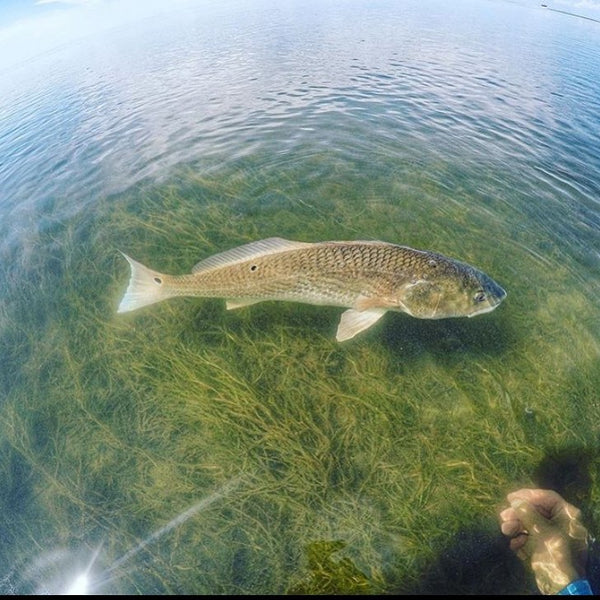 chris siess redfish fly fishing kayak