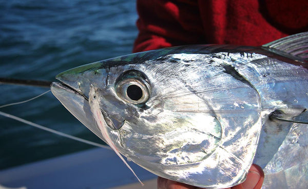 Get in the Action! Fall False Albacore on the Fly - Flymen Fishing