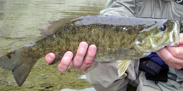 Fly Fishing for Smallmouth Bass: The 3 Crucial Keys to Success - Flymen  Fishing Company