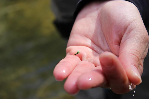 Match the hatch fly fishing