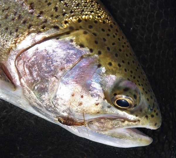 Stoneflies: Fly Fishing's Red-Headed Stepchild - Flymen Fishing Company