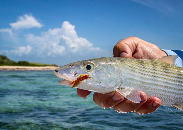 Fish-Skull Shrimp & Cray Tail fly bahamas bonefish